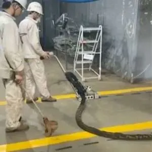 induction straightening deck and bulkhead for repair